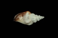 藏品(黑嘴鳳凰螺)的圖片